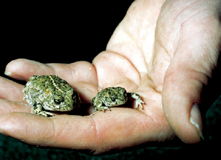 Crapaud calamite