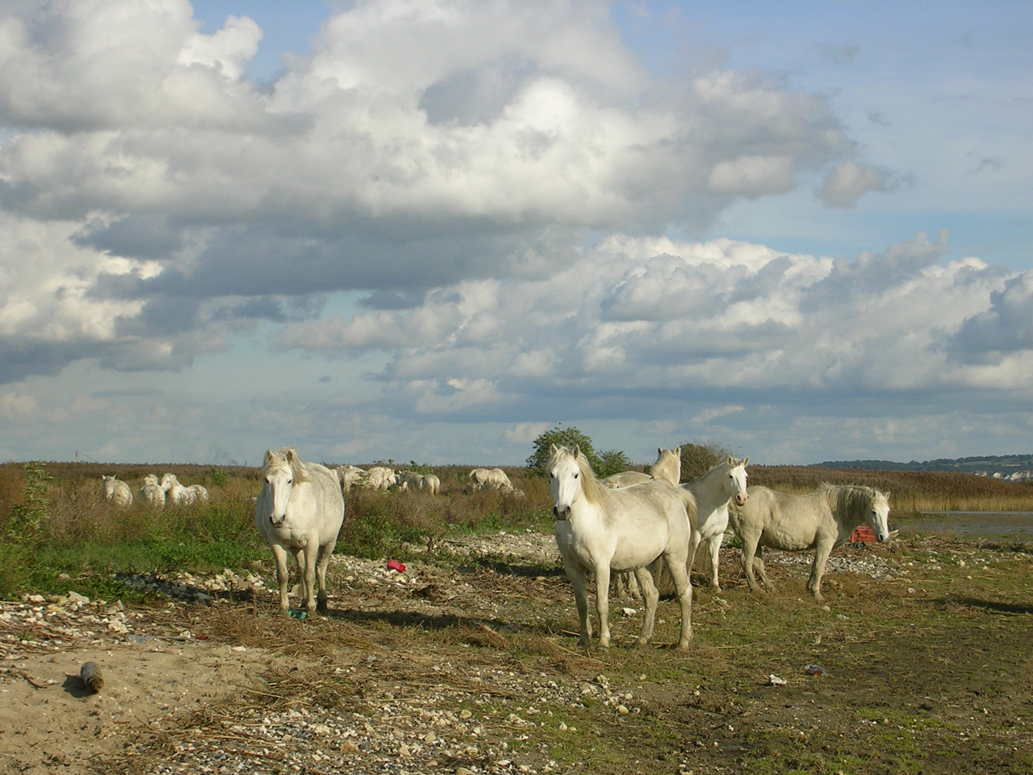 Pâturage sur le banc herbeux par des camargues