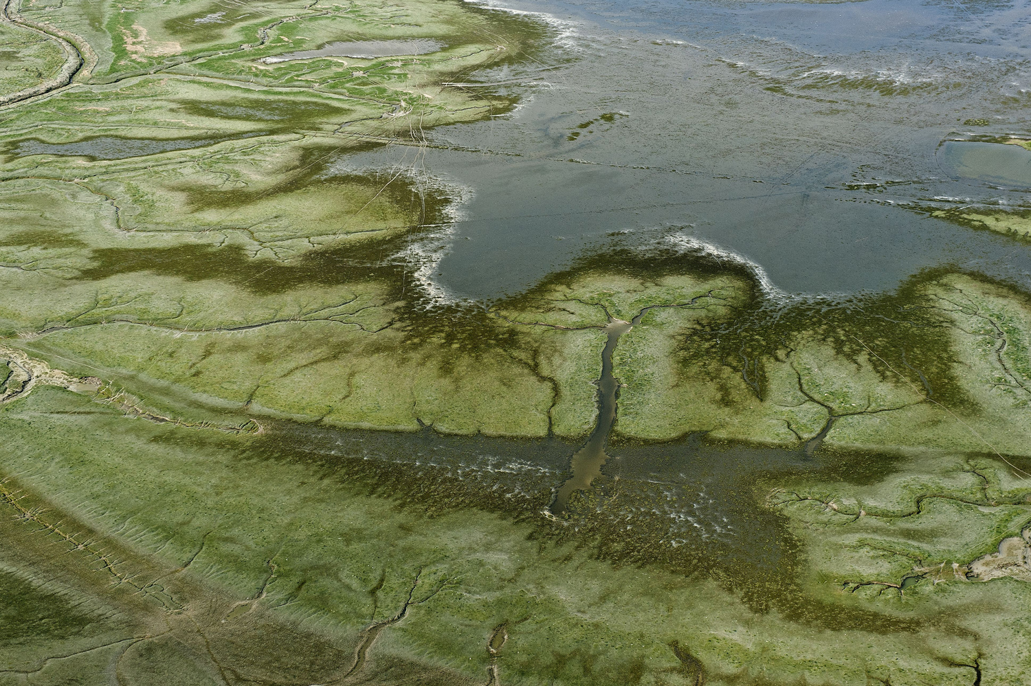 Les prés-salés de la Baie du Mont Saint-Michel