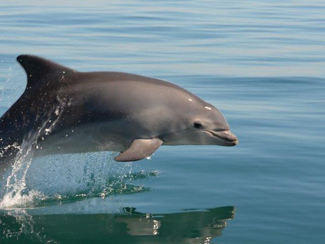 Cliquez sur l'image : Grand Dauphin