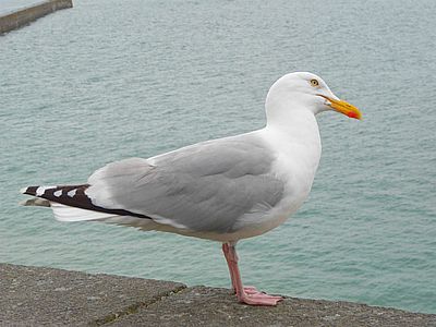 Goéland argenté