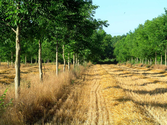 La plantation d’alignements d’arbres de haute tige permet une exploitation céréalière entre les lignes. La présence des arbres dans les champs, outre la production de bois, permet de structurer des paysages.