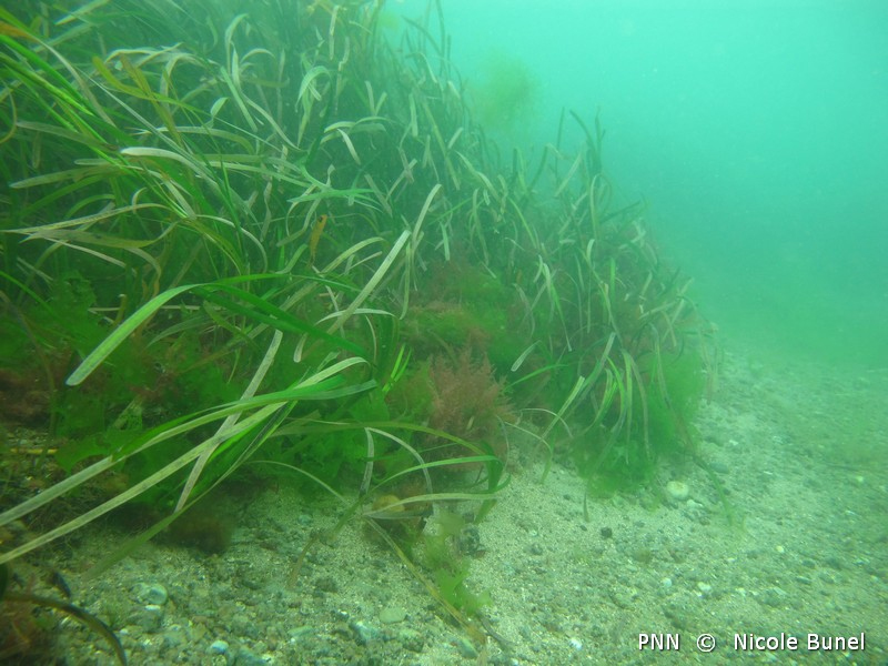 Les herbiers de Zostères marines constituent un habitat déterminant ayant justifié la création de plusieurs ZNIEFF-mer