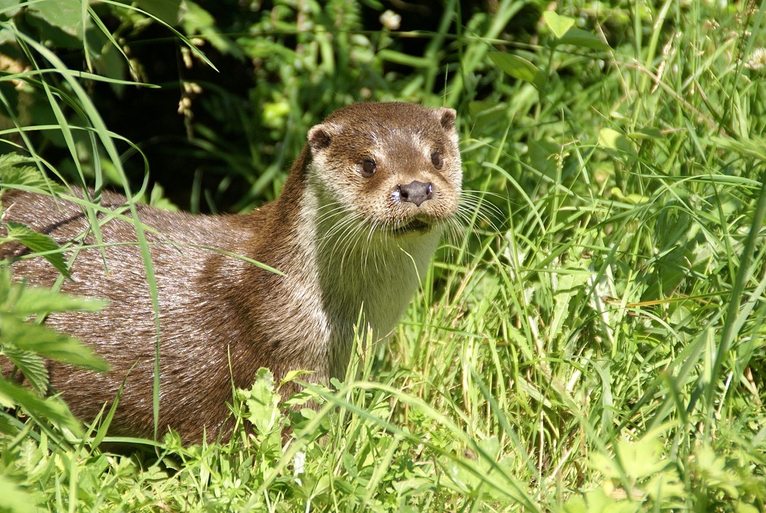 Loutre d'europe (wikipedia F. CAPBER)