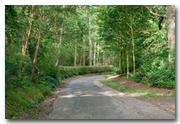 Par son ambiance intime et forestière, la descente dans la valleuse de Cauville-sur-mer contraste avec le plateau dénudé. 