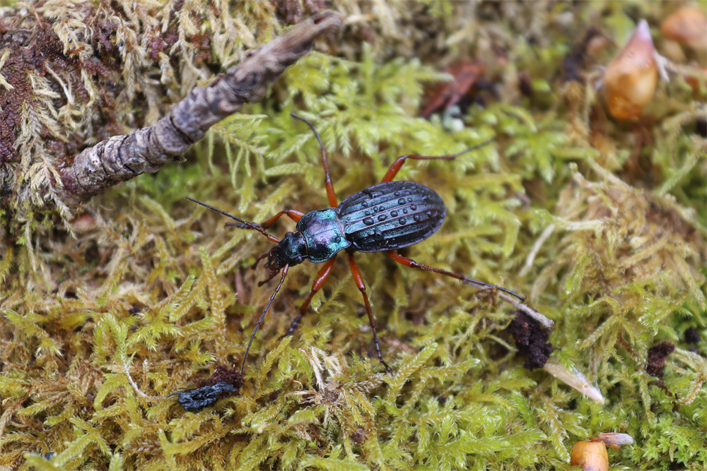 Le carabe doré à reflets cuivrés, espèce emblématique de la RNN