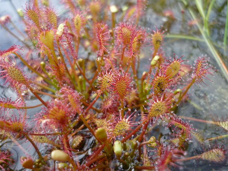Drosera intermedia