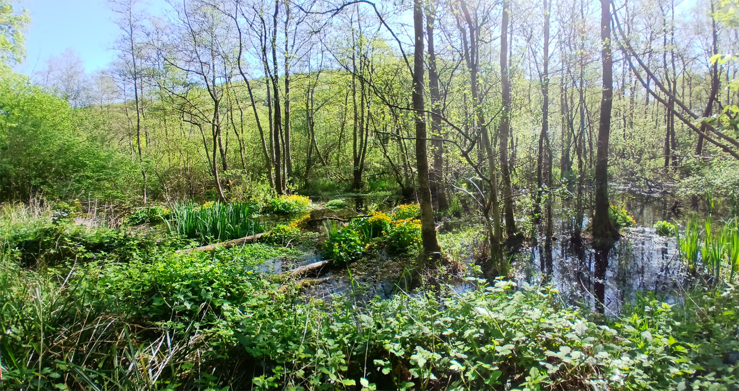 Forêt marécageuse sur tourbe