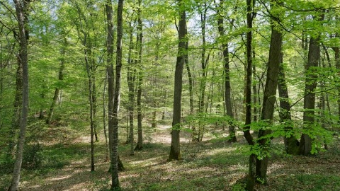 Cette image représente une forêt dense, probablement tempérée, avec des arbres feuillus.