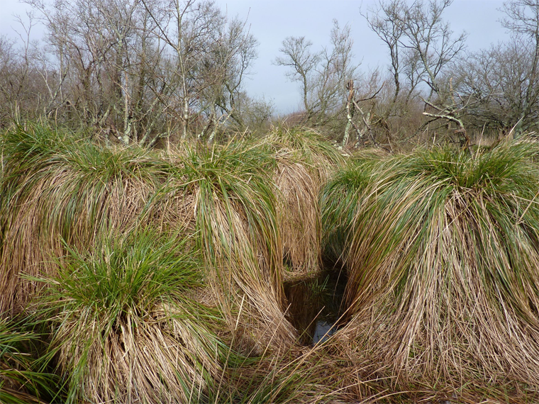 Touradons de la magnocariçaie